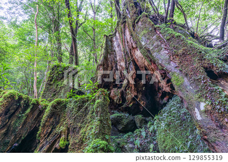 Yakushima Shiratani Unsuikyo Yakusugi stump, a living witness to the island (Autumn) 129855319