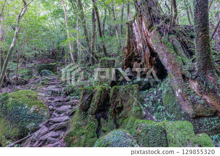 Yakushima Shiratani Unsuikyo Gorge - Yakusugi stump where the gods reside (Autumn) 129855320