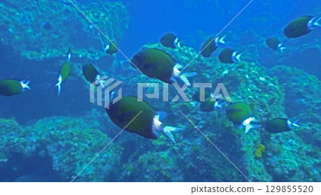Amami Damselfish swimming in a school in the highly transparent sea | Hachijojima Underwater Photo 129855520