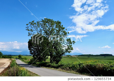 Clear blue sky and the "Parent and Child Tree" hill in Biei 129855734