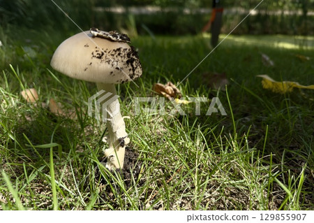 Wild mushroom growing on green grass 129855907