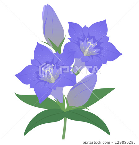 Gentian vector illustration Gentian vector illustration 129856283