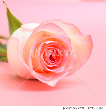 beautiful pastel rose flower on pink background, valentine day 129856464