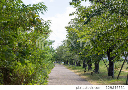 Amanogawa Green Space, Hirakata City (image of walking and health) 129856531