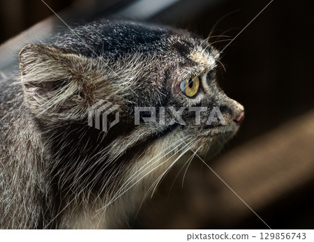 帕拉斯貓 帕拉斯貓 129856743