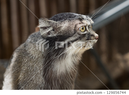 Manulneko Manulneko 129856744