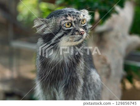 Manulneko Manulneko 129856745