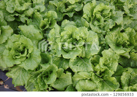 生菜在風中搖曳 129856933
