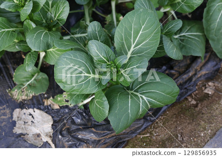 隨風搖曳的小松菜 129856935