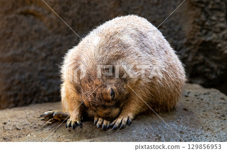 Prairie dog 129856953