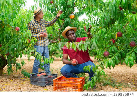 Men harvesting peaches 129856974