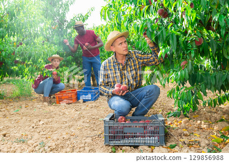 Workers harvesting peaches 129856988