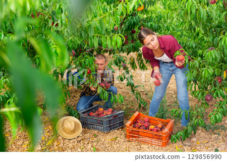 Adult man and young woman picking peaches Adult man and young woman picking peaches 129856990