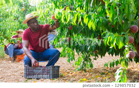 Man and young woman collecting peaches Man and young woman collecting peaches 129857032