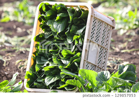 Harvesting spinach 129857053