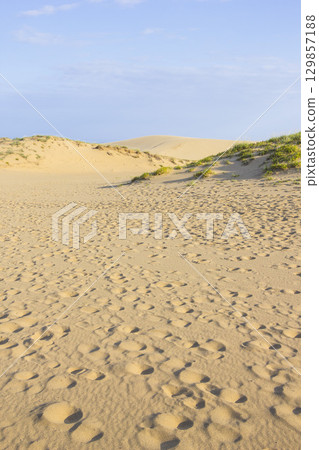鳥取沙丘的夏日風景 鳥取縣 鳥取沙丘 129857188