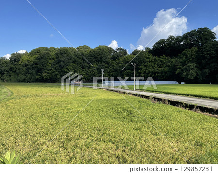 鄉村稻田景觀01 129857231