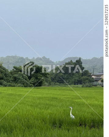 Migratory birds stand in the summer rice fields Migratory birds stand in the summer rice fields 129857235