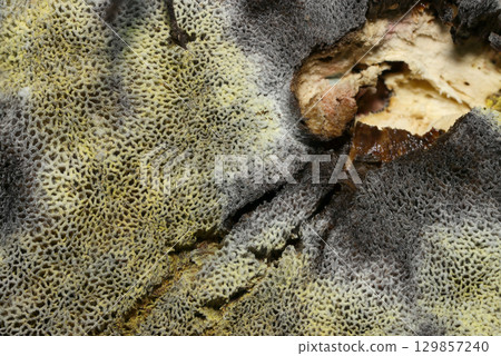Close-up of the pores and stem of the blue-discolored and decaying Miyamirogawa mushroom (outdoor field mushroom macro photography) Close-up of the pores and stem of the blue-discolored and decaying Miyamirogawa mushroom (outdoor field mushroom macro photography) 129857240