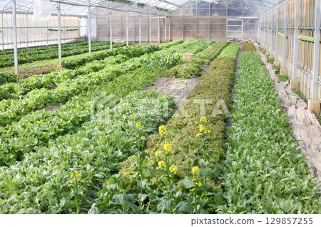 Growing vegetables in a greenhouse Growing vegetables in a greenhouse 129857255