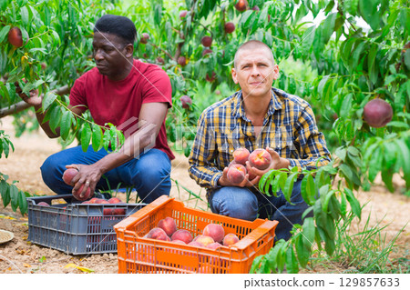 Two farmer harvesting ripe peaches in garden 129857633
