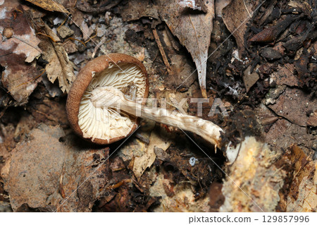 Beige and brown foxglove mushroom dorsal gills and stalk on the ground in a wooded area (macro photography of the fungus kingdom in a natural environment) 129857996