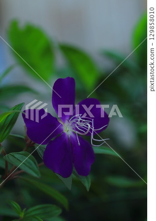 紫草花的照片 紫草花的照片 129858010