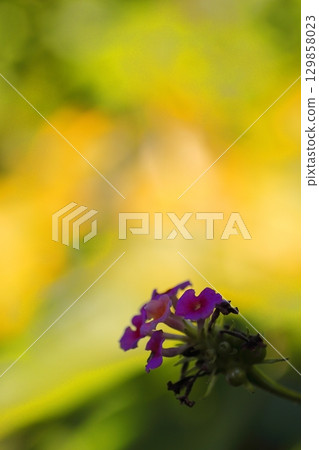 漂亮的馬纓丹花 漂亮的馬纓丹花 129858023