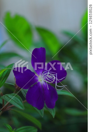 A close-up photo of purple-flowered Lithospermum japonica 129858026