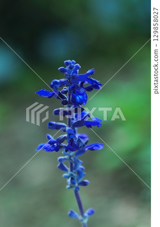 Salvia farinacea flowers blooming in a spring flowerbed 129858027