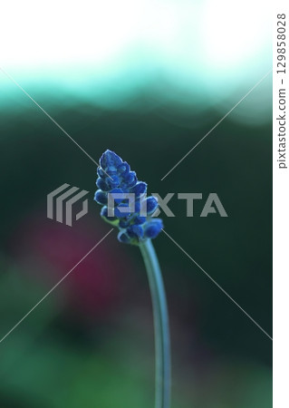 Blue Muscari 129858028