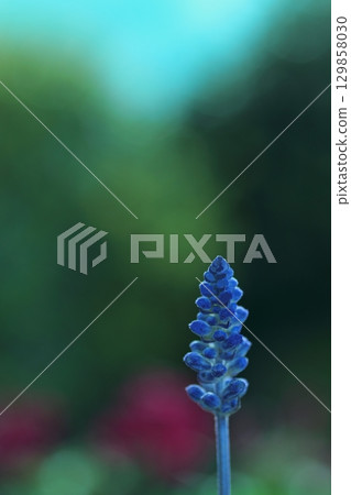 可愛的穆斯卡里花 129858030