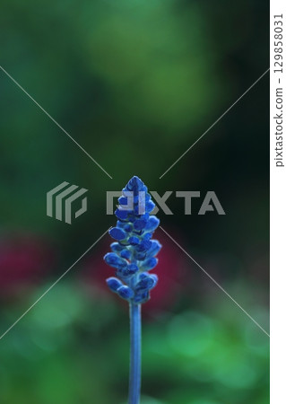 可愛的葡萄風信子 129858031