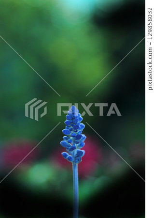 可愛的穆斯卡里 129858032