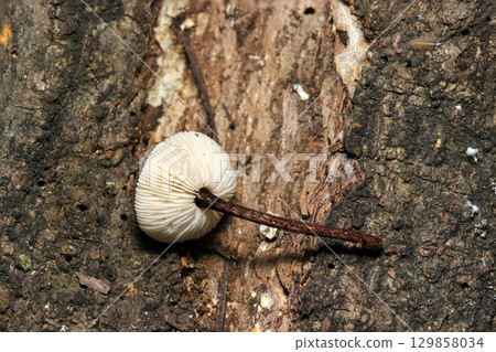 假牛肝菌的莖部和褶皺設計（戶外野外真菌和蘑菇微距攝影） 129858034