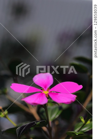 Cute pink Madagascar periwinkle flowers Cute pink Madagascar periwinkle flowers 129858039