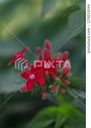 Red pentas flowers Red pentas flowers 129858044