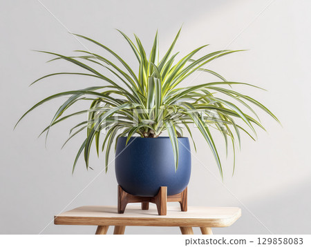 Large spider plant in navy blue pot with wooden stand, radiating natural beauty and bringing touch of tranquility to any space 129858083