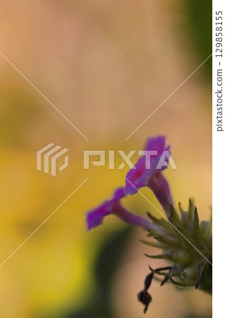 Lovely lantana flowers blooming in the spring fields 129858155