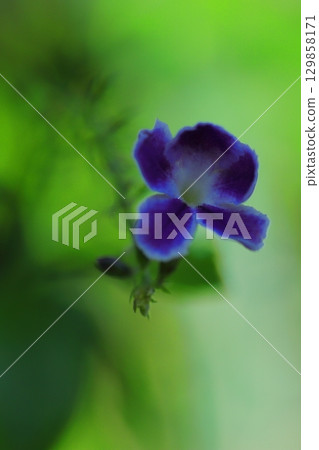 小紫色杜蘭塔花 小紫色杜蘭塔花 129858171