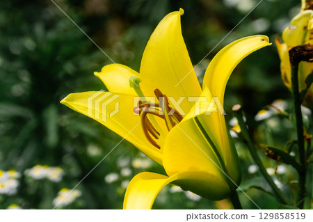 黃色百合花 黃色百合花 129858519