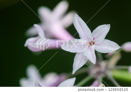 塔爾瓦賈花 129858520