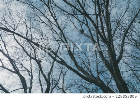 樹木 樹 木頭 129858809