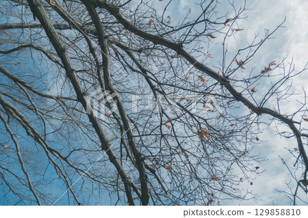 樹木 樹 木頭 129858810