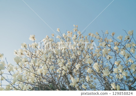 white magnolia, magnolia, bloom 129858824
