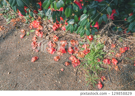 camellia, japanese camellia, botanic 129858829