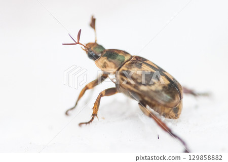 Semarathogene Semarathogene 129858882