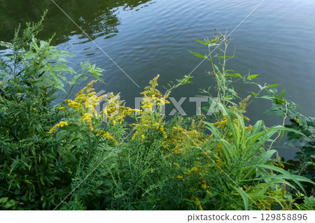 秋菊，一種盛開在水面上的野花 129858896