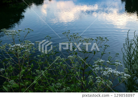 秋日七草之一的藤萼盛開在水面上,與初秋的黃昏景色融為一體。 秋日七草之一的藤萼盛開在水面上,與初秋的黃昏景色融為一體。 129858897