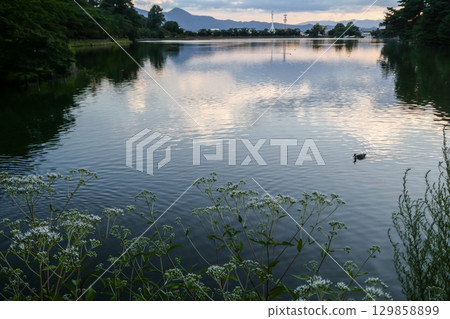 Fujibakama, one of the seven autumn herbs, blooming on the water's surface blends into the early autumn evening scenery. 129858899